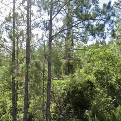 Slash pines with a thick saw palmetto understory, typical Florida flatwoods in Orlando Pines near Polk City